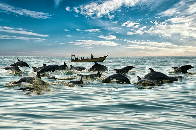 جاذبه های گردشگری جزیره هنگام| دسته دلفین های قشم | مهاجر سیر ایرانیان