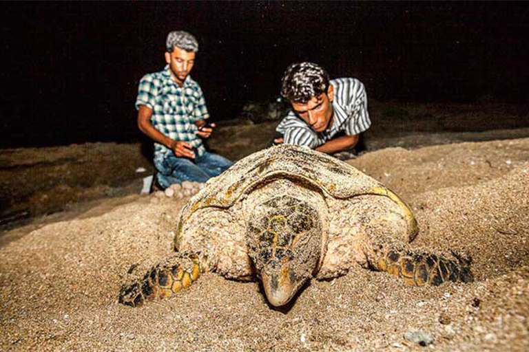 جاذبه های گردشگری جزیره قشم| ساحل تخم گذاری لاکپشت ها قشم | مهاجر سیر ایرانیان