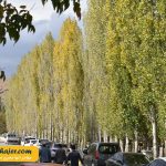 مرادیه 10 مهاجر سیر ایرانیان