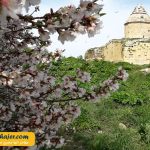 چارپاناک Çarpanak Island 8 مهاجر سیر ایرانیان