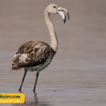 دریاچه وان1 مهاجر سیر ایرانیان