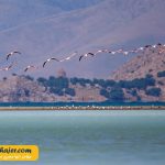 دریاچه وان13 مهاجر سیر ایرانیان