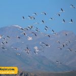 دریاچه وان14 مهاجر سیر ایرانیان