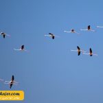 دریاچه وان15 مهاجر سیر ایرانیان