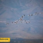 دریاچه وان16 مهاجر سیر ایرانیان