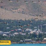 دریاچه وان19 مهاجر سیر ایرانیان