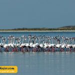 دریاچه وان2 مهاجر سیر ایرانیان