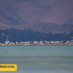 دریاچه وان20 مهاجر سیر ایرانیان