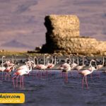 دریاچه وان21 مهاجر سیر ایرانیان