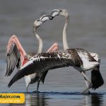 دریاچه وان22 مهاجر سیر ایرانیان