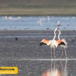 دریاچه وان23 مهاجر سیر ایرانیان