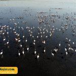 دریاچه وان3 مهاجر سیر ایرانیان