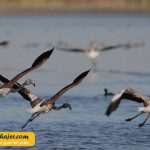 دریاچه وان4 مهاجر سیر ایرانیان