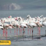 دریاچه وان5 مهاجر سیر ایرانیان