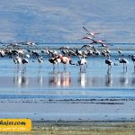 دریاچه وان6 مهاجر سیر ایرانیان