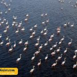 دریاچه وان8 مهاجر سیر ایرانیان