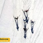 آبالی23 مهاجر سیر ایرانیان