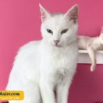 VAN KEDI EVI 1 مهاجر سیر ایرانیان