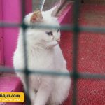 VAN KEDI EVI 10 مهاجر سیر ایرانیان