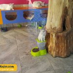 VAN KEDI EVI 11 مهاجر سیر ایرانیان