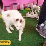 VAN KEDI EVI 13 مهاجر سیر ایرانیان