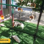 VAN KEDI EVI 14 مهاجر سیر ایرانیان