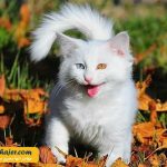 VAN KEDI EVI 17 مهاجر سیر ایرانیان