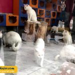 VAN KEDI EVI 19 مهاجر سیر ایرانیان