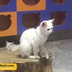 VAN KEDI EVI 2 مهاجر سیر ایرانیان