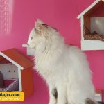 VAN KEDI EVI 20 مهاجر سیر ایرانیان