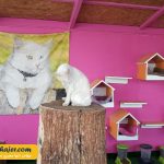 VAN KEDI EVI 21 مهاجر سیر ایرانیان