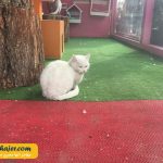 VAN KEDI EVI 3 مهاجر سیر ایرانیان