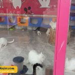 VAN KEDI EVI 8 مهاجر سیر ایرانیان