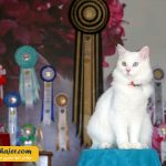 گربه جهان 1 مهاجر سیر ایرانیان