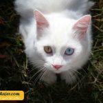 گربه جهان 10 مهاجر سیر ایرانیان