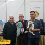 گربه جهان 13 مهاجر سیر ایرانیان