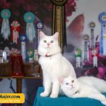 گربه جهان 2 مهاجر سیر ایرانیان