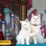 گربه جهان 3 مهاجر سیر ایرانیان