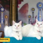 گربه جهان 4 مهاجر سیر ایرانیان