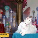 گربه جهان 5 مهاجر سیر ایرانیان