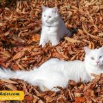 گربه جهان 6 مهاجر سیر ایرانیان