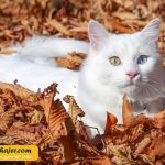 گربه جهان 7 مهاجر سیر ایرانیان