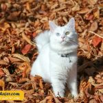 گربه جهان 8 مهاجر سیر ایرانیان