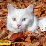 گربه جهان 9 مهاجر سیر ایرانیان