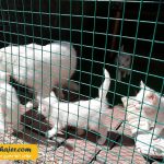 های وان 11 مهاجر سیر ایرانیان