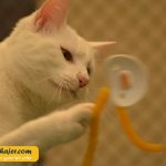 های وان 12 مهاجر سیر ایرانیان