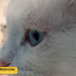 های وان 14 مهاجر سیر ایرانیان