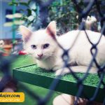 های وان 15 مهاجر سیر ایرانیان