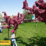 های وان 16 مهاجر سیر ایرانیان