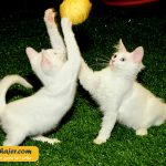 های وان 17 مهاجر سیر ایرانیان